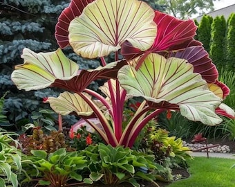 3 bulbos de Colocasia esculenta: plantas gigantes de oreja de elefante para paisajes tropicales, macizos de flores y macetas de exterior.