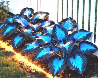 Kit di Hosta Blu Mezzanotte – Piante da fogliame amanti dell'ombra per bordure, vasi e abbellimento del giardino