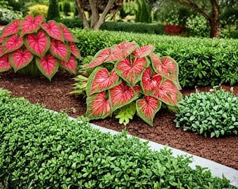 Crimson Sky Caladium – Decorative Tropical Foliage Bulbs for Shade Gardens & Landscape Borders