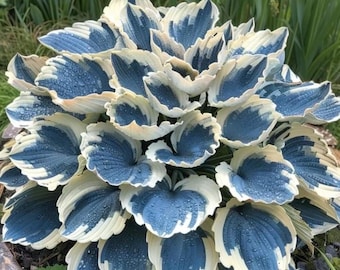 Bulbi di Hosta resistenti al freddo – Fogliame decorativo per giardini ombreggiati, patii, vasi e aree verdi