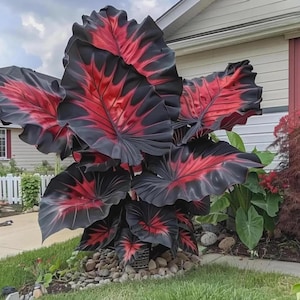 May include: A large, ornamental plant with striking black and red leaves. The leaves are broad and deeply veined, with a vibrant red pattern radiating from the center. The plant is surrounded by small stones and green grass, creating a dramatic contrast.