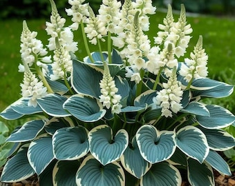 Hardy Hosta Blumenzwiebeln - Dekorative Schatten-Laubpflanzen für Landschaftsbeete & Container