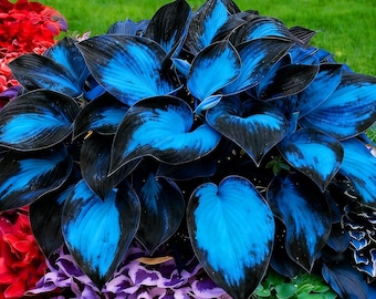 Rare Hosta Seeds – Non-GMO Heirloom Perennial Plants for Shade Gardens