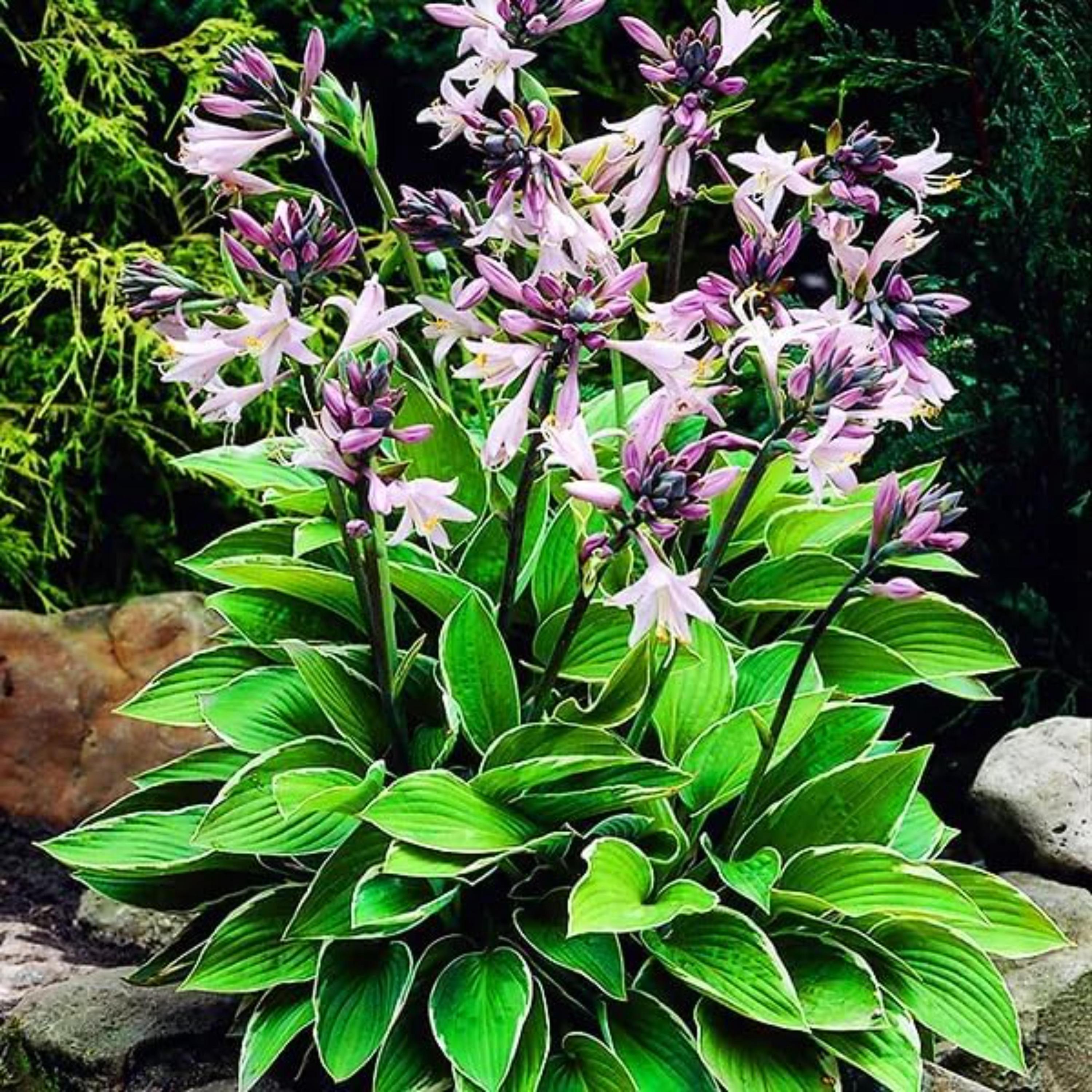 Pretty In Pink Hosta 200+ Green Pink Hosta Seeds – Shade Perennial for Garden, Bonsai ...