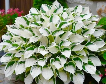 First Frost Hosta Wortelschaduw Tuin Blauwgroene bladeren