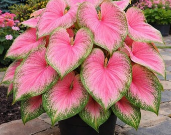 2 bulbos de Caladium 'Princesa Rosa' con follaje moteado para jardines de sombra.