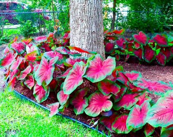 8 gemengde Caladiumbollen | Kleurrijke tropische bladplanten