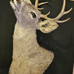 Puede incluir: Un montaje de taxidermia de cabeza y cuello de ciervo con pelaje marrón y tonos beige más claros en el cuello y la cara. El ciervo presenta una cornamenta de color marrón claro con múltiples puntas y la cabeza inclinada hacia arriba.