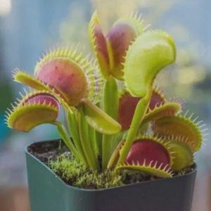 May include: A Venus flytrap plant with multiple green and reddish-pink hinged leaves featuring sharp, tooth-like cilia along the edges. The plant is potted in a dark green plastic container filled with soil and a layer of green moss on the surface.