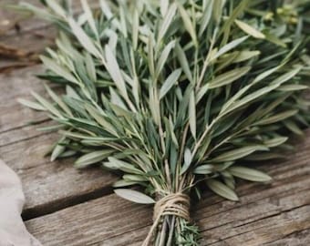 Fresh Italian Olive Branch Bundles