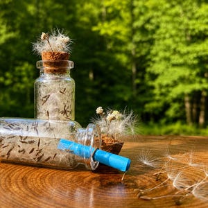 May include: Two clear glass bottles with cork stoppers filled with white dandelion seeds. One bottle stands upright, while the other lies horizontally containing a bright blue rolled paper scroll. Loose dandelion seeds are scattered nearby.