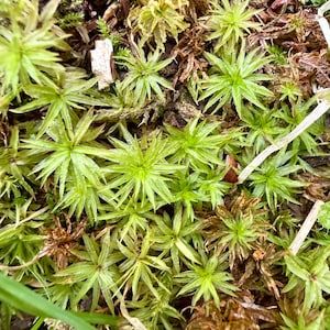 May include: A dense cluster of star-shaped moss plants featuring vibrant lime green, pointed leaves arranged in radial patterns. The patch includes patches of dried brown foliage and small organic debris interspersed among the living green growth.