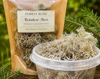 Natural Reindeer Moss (Lichen) | Terrarium Moss for Bioactive Habitats, Vivariums, Fairy Gardens & Nature Displays