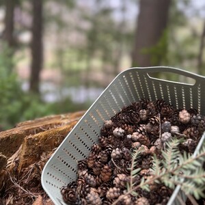May include: A light green plastic basket overflowing with small brown pine cones. The basket is angled, revealing the contents, and rests on a tree stump. Green foliage is visible in the background, suggesting an outdoor setting.