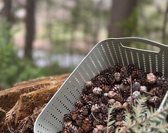 Mini Pinecones | Natural Forest Cones for Crafts, Terrariums, Ritual Decor & Botanical Displays | Forest Rush