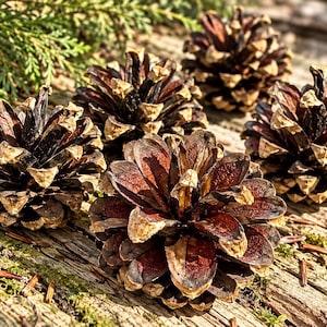 May include: Four brown pine cones with layered, woody scales arranged in a circular pattern. The cones feature a mix of dark brown and light tan tones, showcasing a natural, textured appearance with visible seeds tucked between the rigid, overlapping scales.