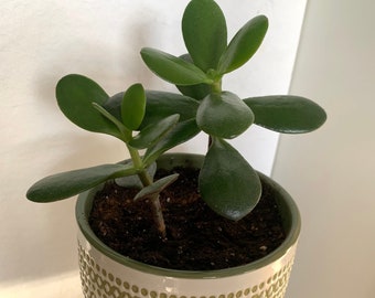 Live Jade Plant - Crassula Ovuta - Indoor Plant with Plastic Pot, Lucky Jade Plant