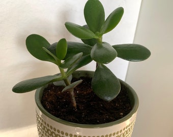 Live Jade Plant - Crassula Ovuta - Indoor Plant with Ceramic Pot, Lucky Jade Plant