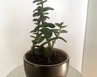 Live Jade Plant - Crassula Ovuta - Indoor Plant with Ceramic Pot, Lucky Jade Plant