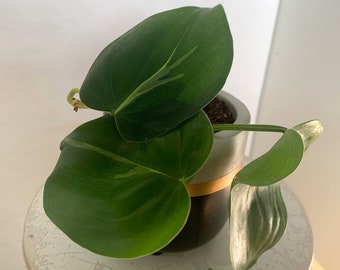 Live Philodendron Brasil - Brazilian Philodendron, Indoor Plant with Pot