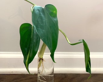 Philodendron Brasil Cutting - Brazilian Philodendron, Indoor Plant Cutting with Roots