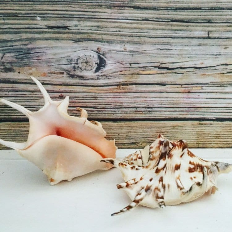 Crafts Lambis Lambis Spider Conch 4-5 Seashells Nautical Spiny Seashell FREE SHIPPING! Beach Wedding Decor Spiked Conch