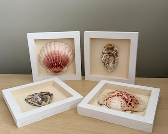 Framed Seashell Displays, 6x6 frames