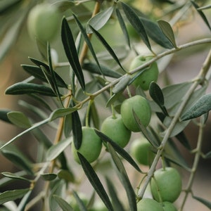 May include: Close-up of green olives growing on a branch of an olive tree. The olives are clustered together and are surrounded by green leaves.