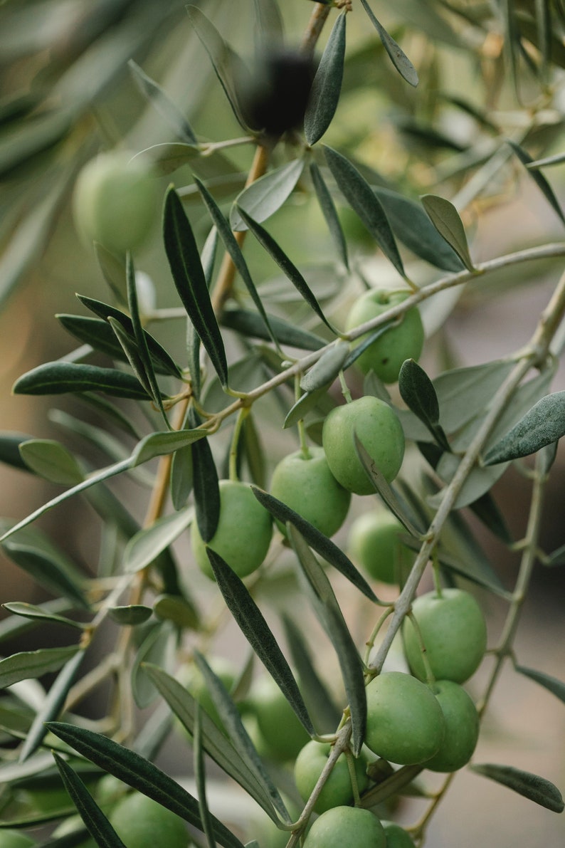 May include: Close-up of green olives growing on a branch of an olive tree. The olives are clustered together and are surrounded by green leaves.