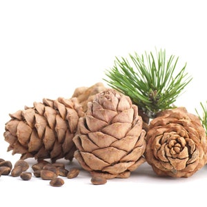 May include: Close-up of pine cones and pine needles. The pine cones are brown and have a textured surface. The pine needles are green and are arranged in a cluster.