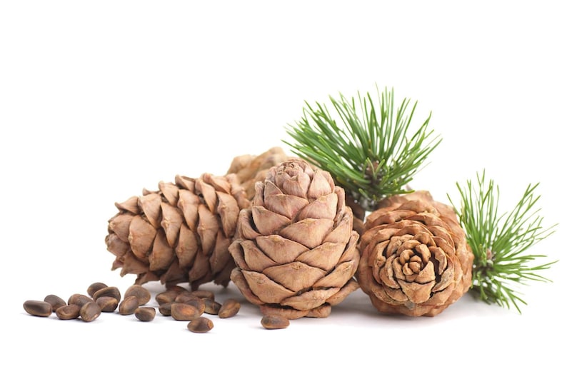 May include: Close-up of pine cones and pine needles. The pine cones are brown and have a textured surface. The pine needles are green and are arranged in a cluster.