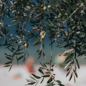 May include: Close-up of olive tree branches with green leaves and small green olives hanging from the branches.