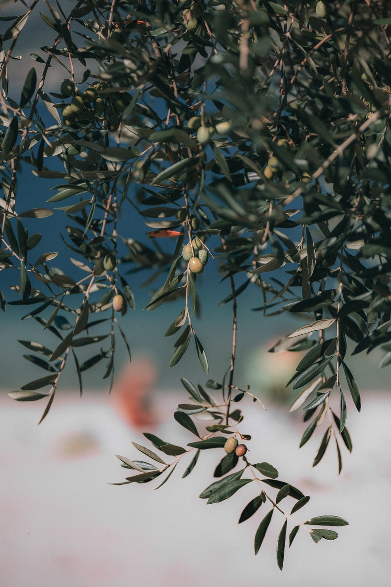 May include: Close-up of olive tree branches with green leaves and small green olives hanging from the branches.