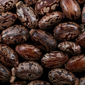 Op de afbeelding: Close-up van een groep bruine en witte ricinusbonen. De bonen hebben een gevlekt patroon en zijn in een willekeurig patroon gerangschikt.