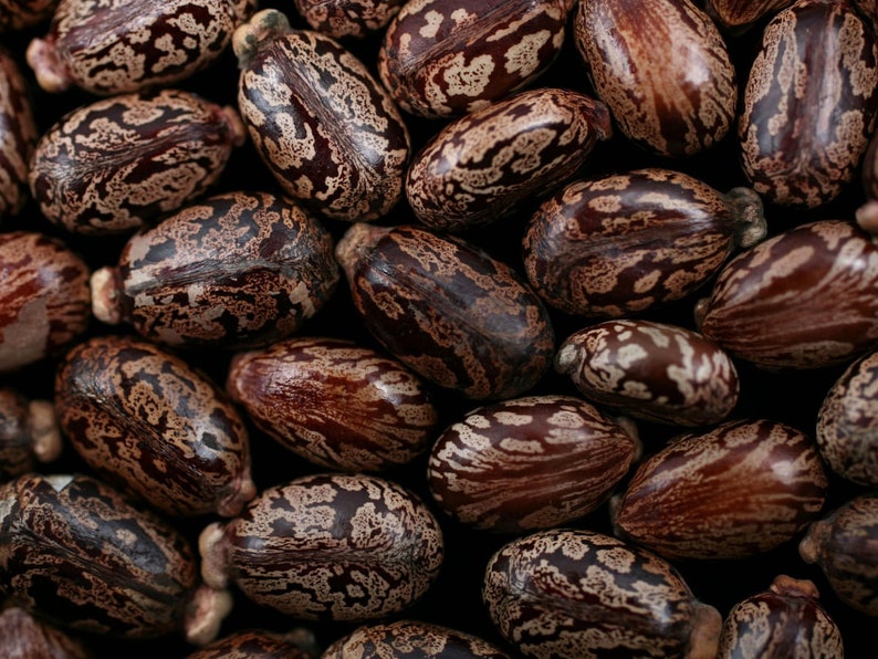 Op de afbeelding: Close-up van een groep bruine en witte ricinusbonen. De bonen hebben een gevlekt patroon en zijn in een willekeurig patroon gerangschikt.