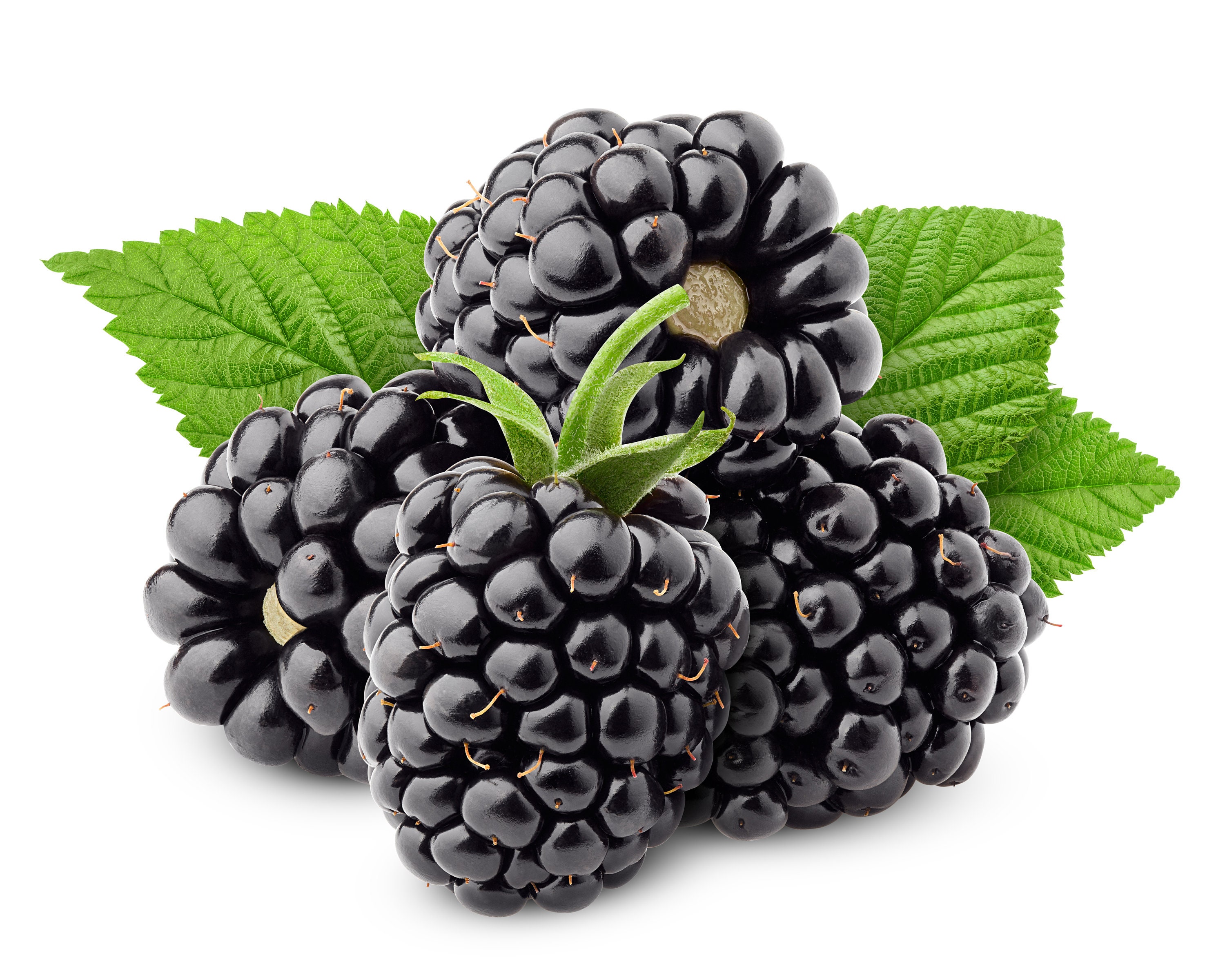 Black Raspberry Seed Oil 100 Pure Unrefined Nongmo Cold Etsy