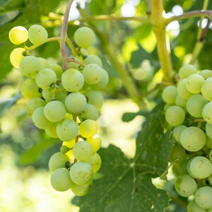 May include: Close-up of green grapes hanging from a vine. The grapes are round and clustered together, with some leaves visible in the background. The image is well-lit, with a focus on the fruit.