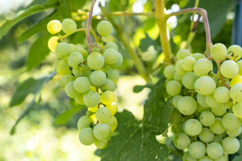 May include: Close-up of green grapes hanging from a vine. The grapes are round and clustered together, with some leaves visible in the background. The image is well-lit, with a focus on the fruit.