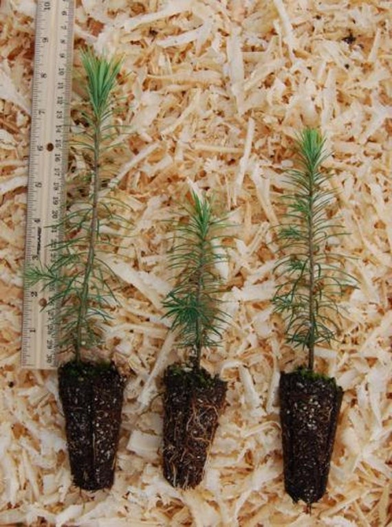 doug fir seedlings doug fir seedlings