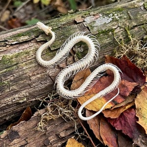 Ethically & Legally Sourced Real Snake Skeleton Specimen, Natural Curved Serpent Bone Display, Curiosity Cabinet Collectible Gift