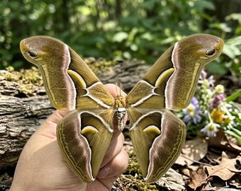 Ethically & Legally Sourced Attacus atlas Specimen, Real Spread Atlas Moth Display, Curiosity Cabinet Collectible Gift