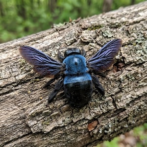 Ejemplar de abeja carpintera azul con alas extendidas (Xylocopa caerulea) - Exhibición de insectos reales - Decoración de historia natural - Regalo curioso - Coleccionable