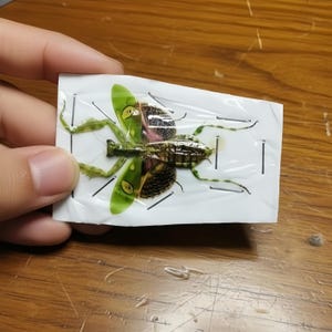 Ejemplar de mantis Creobroter gemmatus, exhibición de insectos reales, mantis floral disecada, regalo curioso, decoración de historia natural