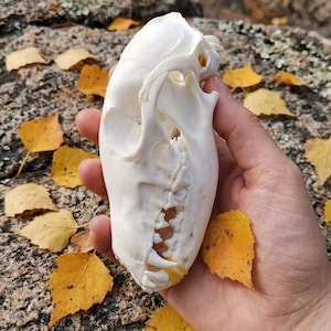 Ethically & Legally Sourced Real Fox Skull Specimen, Cleaned Bleached Natural History Display, Curiosity Cabinet Decor Gift