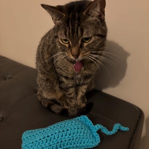 May include: A tabby cat with a pink tag sits near a turquoise blue crochet cat toy. The cat has brown and black stripes and is looking down. The cat toy is a rectangular shape with a curly tail.