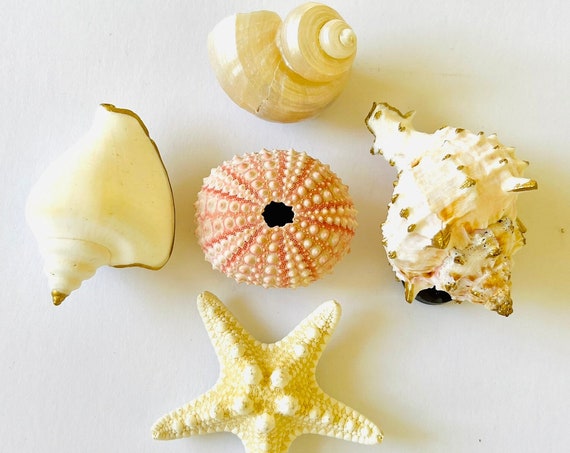 Seashell Magnets, Seashell decor, Beach Decor, Shell Magnets, Teacher Gift, Seashells, shells, magnets, dorm gifts, grandma coastal gifts