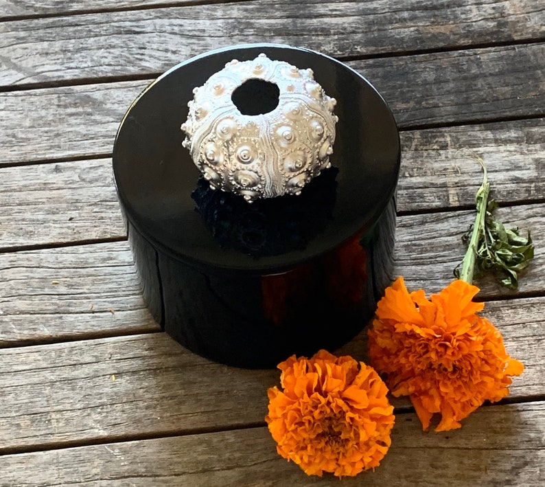 Seashell Box Black Round Box Round Black lacquer box with silver urchin