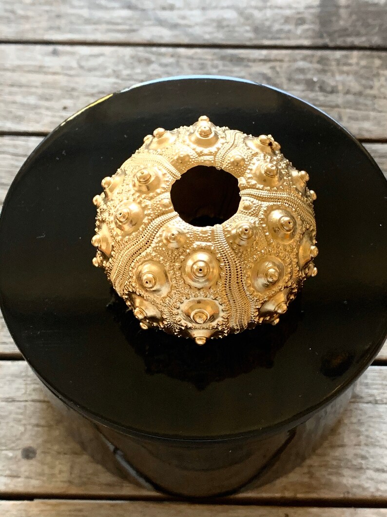 Round Black lacquer box with Gold urchin Seashell Box Black Round Box