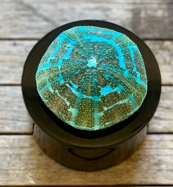 Round black lacquer box with Urchin in turquoise, Lacquer box, ring box, Home Decor, Office Decor