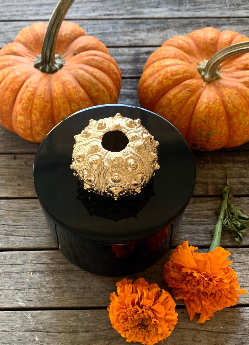 Round Black lacquer box with Gold urchin Seashell Box Black Round Box